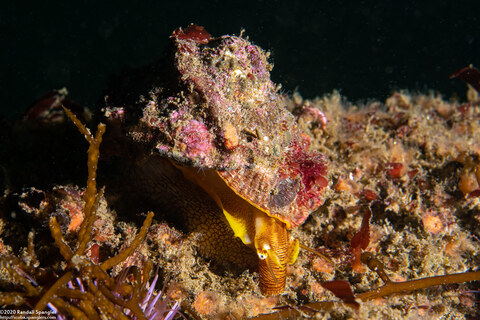 Pomaulax gibberosus (Red Top Snail)