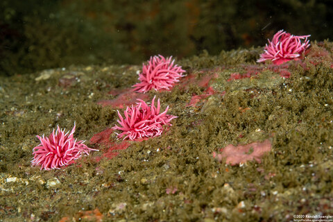 Okenia rosacea (Hopkins' Rose Nudibranch)