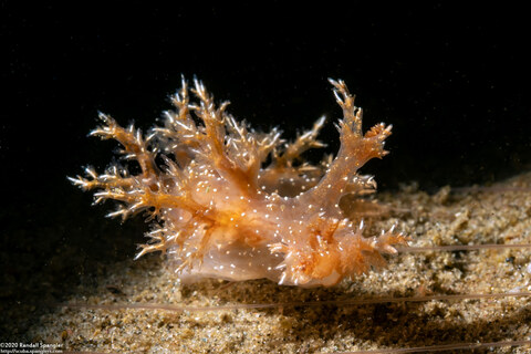 Dendronotus venustus (Branched Dendronotus)