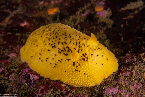 Peltodoris nobilis (Sea Lemon)