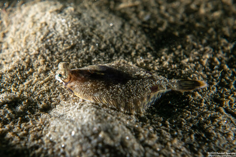 Pleuronichthys coenosus (C-O Sole)