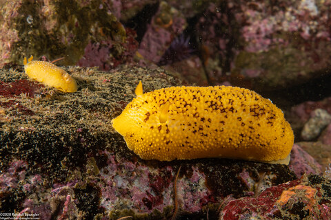 Peltodoris nobilis (Sea Lemon); With a smaller white-spotted dorid