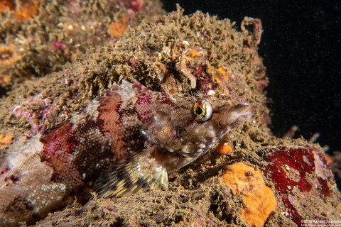 Oxylebius pictus (Painted Greenling)