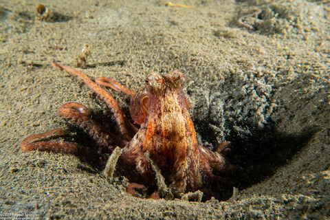 Octopus rubescens (Red Octopus)