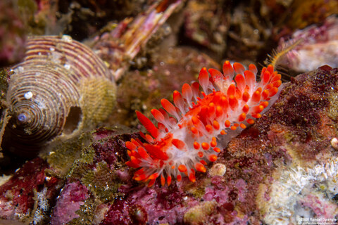 Limacia cockerelli (Cockerell's Dorid)