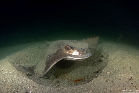 Myliobatis californica (Bat Ray)