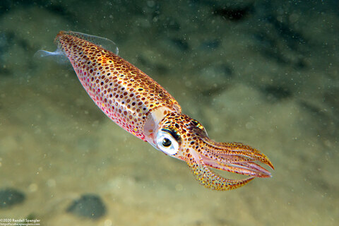Doryteuthis opalescens (Market Squid)