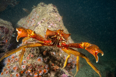Pugettia producta (Northern Kelp Crab)