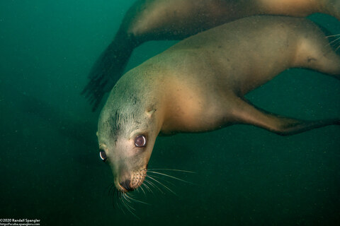 Zalophus californianus (California Sea Lion)