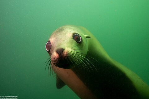 Zalophus californianus (California Sea Lion)