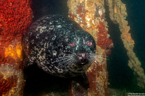 Phoca vitulina (Harbor Seal)