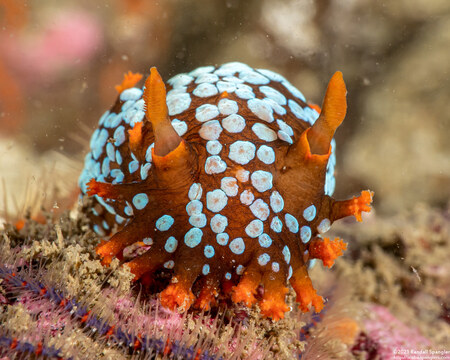 Triopha maculata (Spotted Triopha)