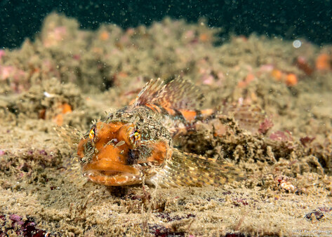 Artedius corallinus (Coralline Sculpin)