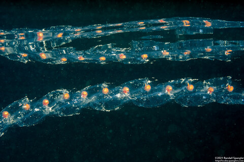 Salpa fusiformis (Common Salp)