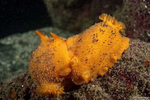 Doris montereyensis (Monterey Dorid)