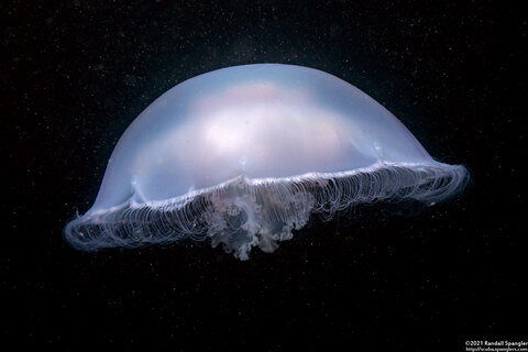 Aurelia aurita (Moon Jelly)