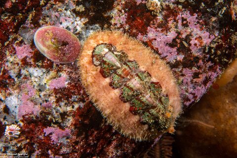 Mopalia spectabilis (Red-Flecked Mopalia)