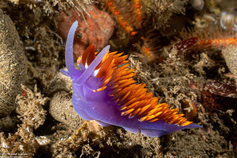 Flabellinopsis iodinea (Spanish Shawl)