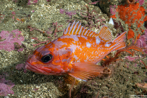 Sebastes rosaceus (Rosy Rockfish)