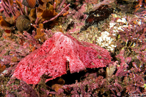 Cryptolithodes sitchensis (Umbrella Crab)