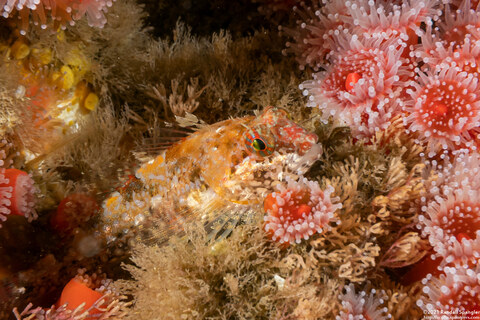 Orthonopias triacis (Snubnose Sculpin)