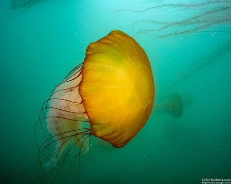 Chrysaora fuscescens (Brown Jellyfish)