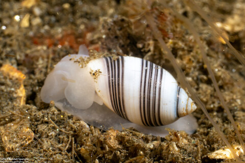 Rictaxis punctocaelatus (Striped Barrel Shell)