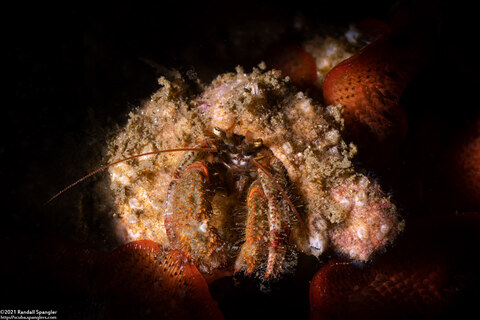 Pagurus beringanus (Bering Hermit Crab)