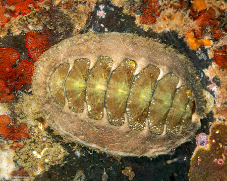 Mopalia hindsii (Hinds' Mopalia)