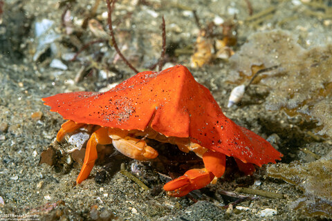 Cryptolithodes sitchensis (Umbrella Crab)