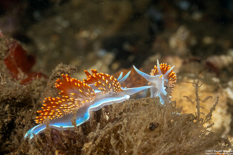 Hermissenda opalescens (Opalescent Nudibranch)
