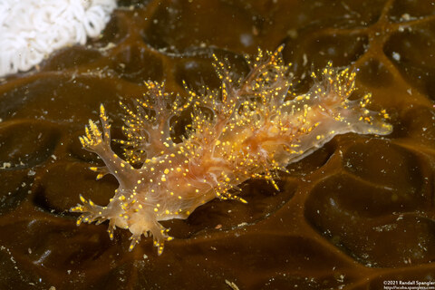 Dendronotus venustus (Branched Dendronotus)