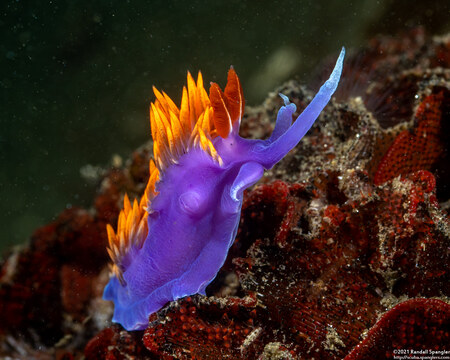 Flabellinopsis iodinea (Spanish Shawl)