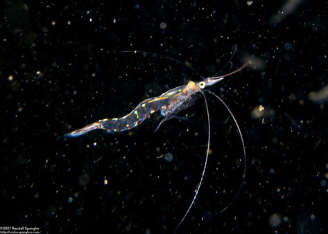 Order Mysida (Mysids)