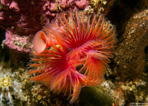 Serpula columbiana (Serpulid Worm)