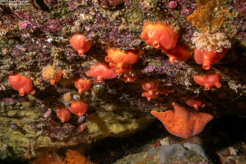 Cnemidocarpa finmarkiensis (Shiny Orange Sea Squirt)