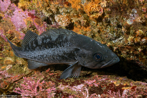 Sebastes melanops (Black Rockfish)