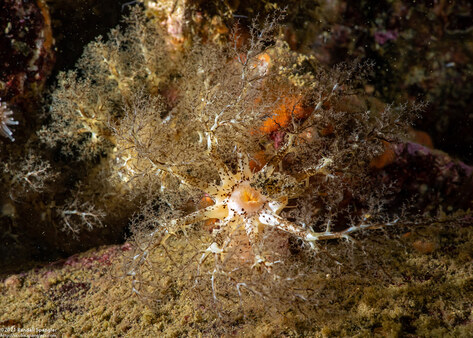 Cucumaria piperata (Peppered Sea Cucumber)