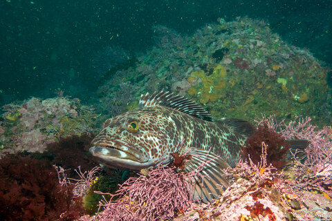 Ophiodon elongatus (Lingcod)