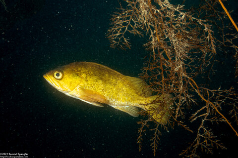 Sebastes atrovirens (Kelp Rockfish)