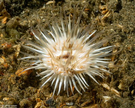 Diadumene leucolena (Ghost Anemone)