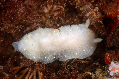Cadlina modesta (Modest Cadlina)