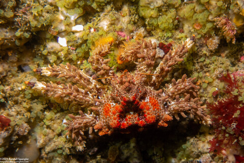 Phyllolithodes papillosus (Heart Crab)