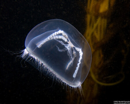 Mitrocoma cellularia (Cross Jelly)