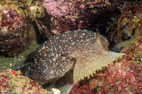 Pleurobranchaea californica (California Sidegill)