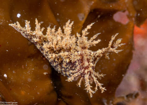 Dendronotus venustus (Branched Dendronotus)