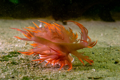 Dendronotus iris (Rainbow Dendronotus)