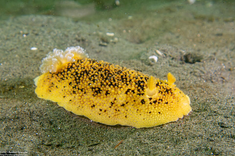 Peltodoris nobilis (Sea Lemon)