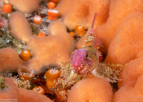 Orthonopias triacis (Snubnose Sculpin)