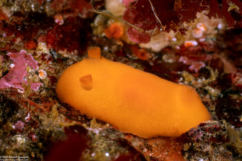 Rostanga pulchra (Red Sponge Dorid)